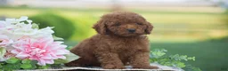 Mini Goldendoodle dogs for sale: Owen (F1BB) - Ad 2