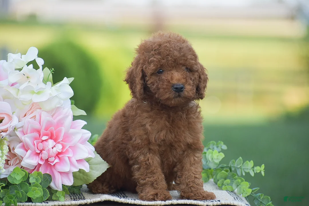 Mini Goldendoodle dogs for sale: Owen (F1BB) - Ad 2