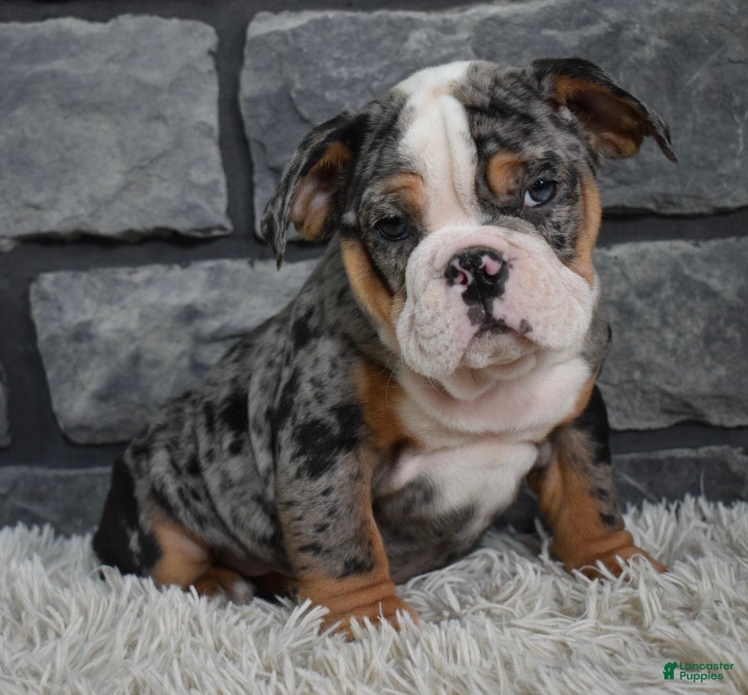 Mixed Breed dogs Bella  - Ad 23