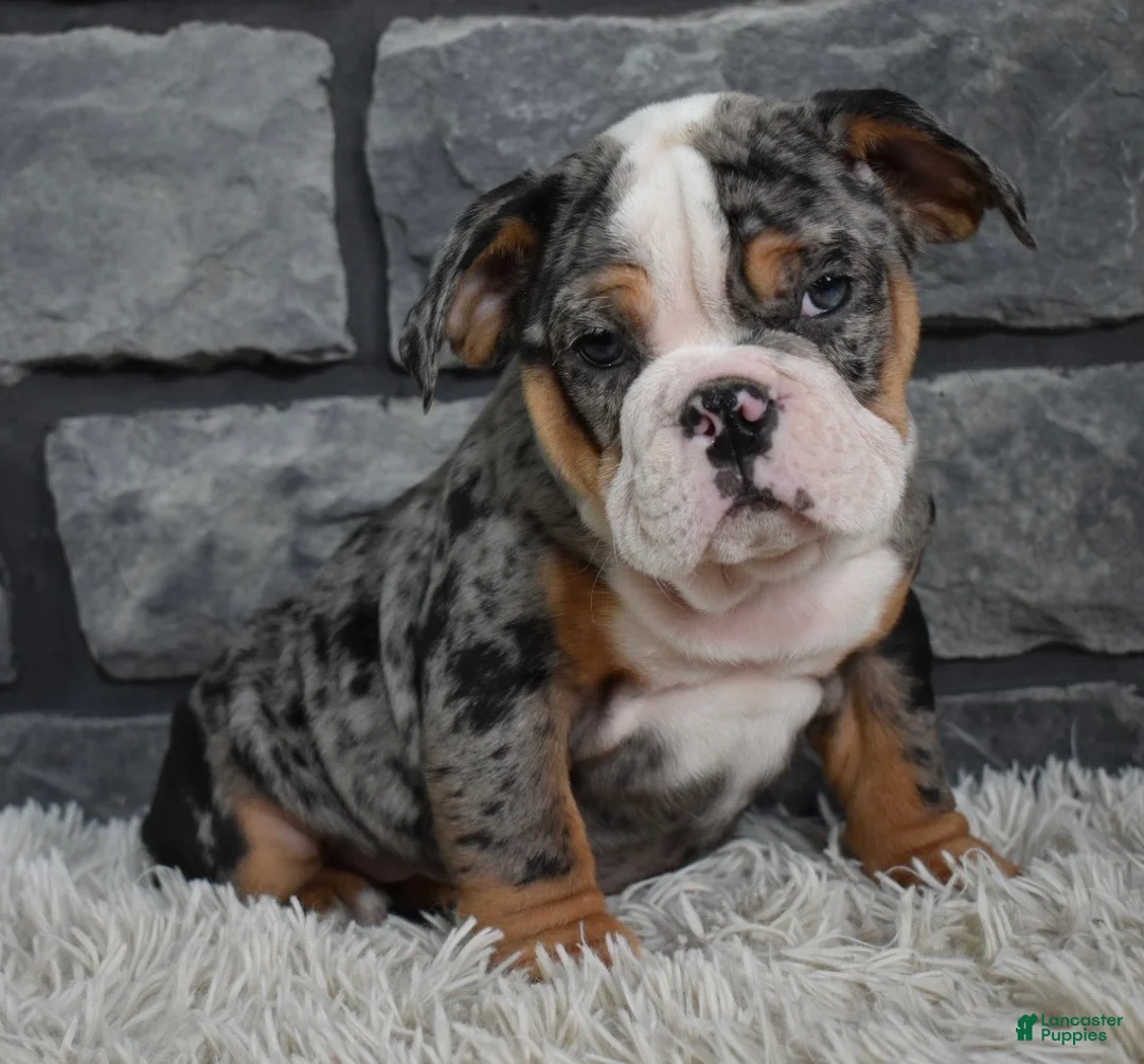 Mixed Breed dogs for sale: Bella  - Ad 1