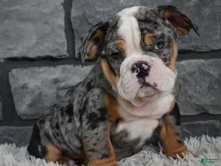 Mixed Breed dogs Bella - Ad 23