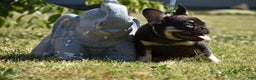 French Bulldog dogs for sale: Blue - Ad 1