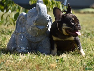 French Bulldog dogs Blue - Ad 1