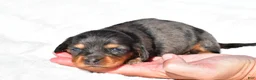 Miniature Dachshund dogs for sale: Hope - Ad 7