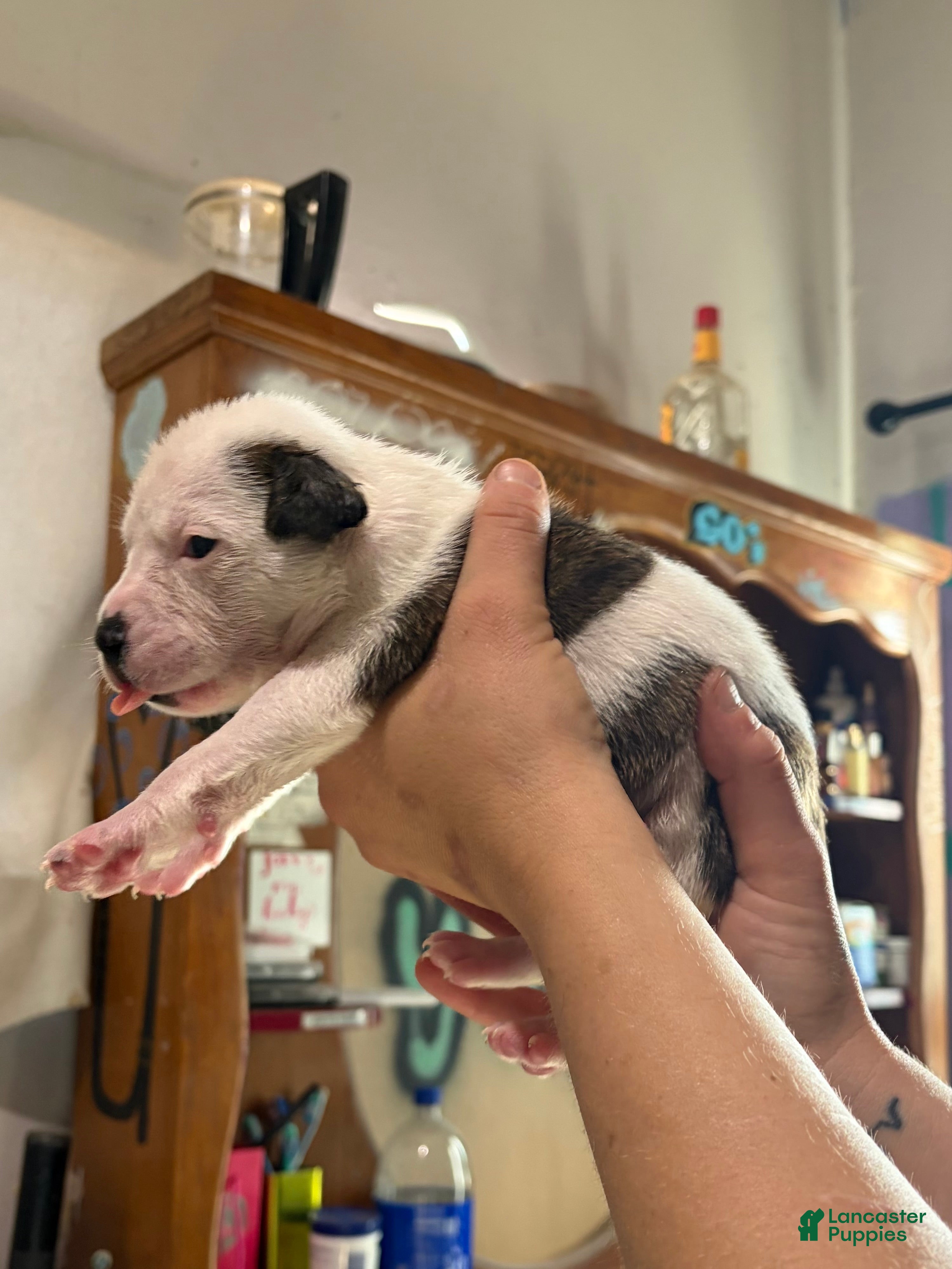 American Bully dogs for sale: American Bully Puppy 5 - Ad 2