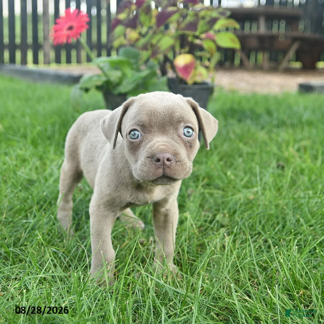 Cane Corso dogs for sale: Daisy  - Ad 1