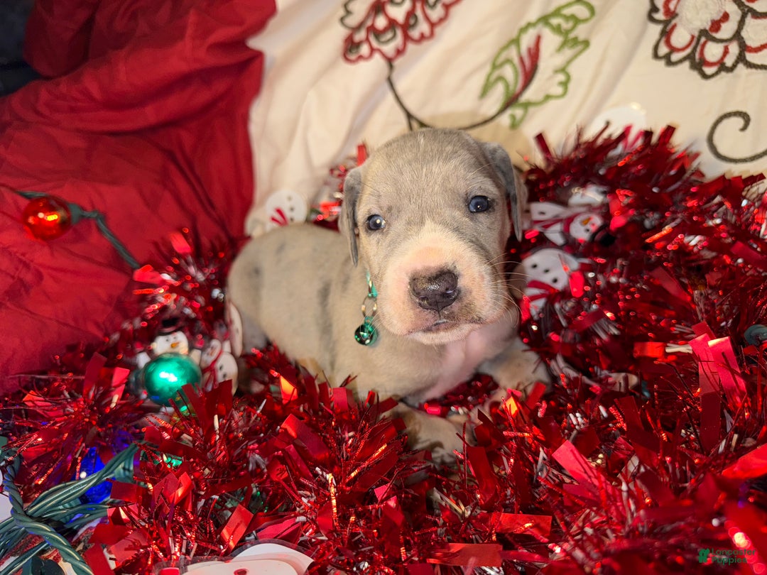 Great Dane dogs for sale: Sky - Ad 7