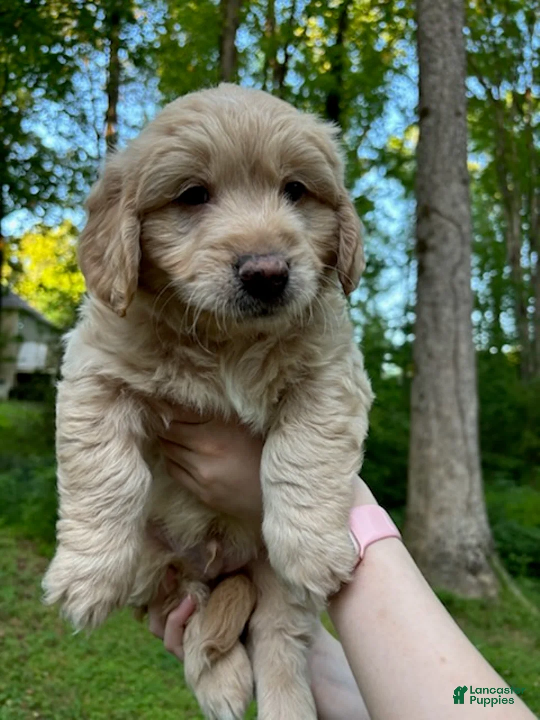 Mixed Breed dogs for sale: Milo - Ad 5