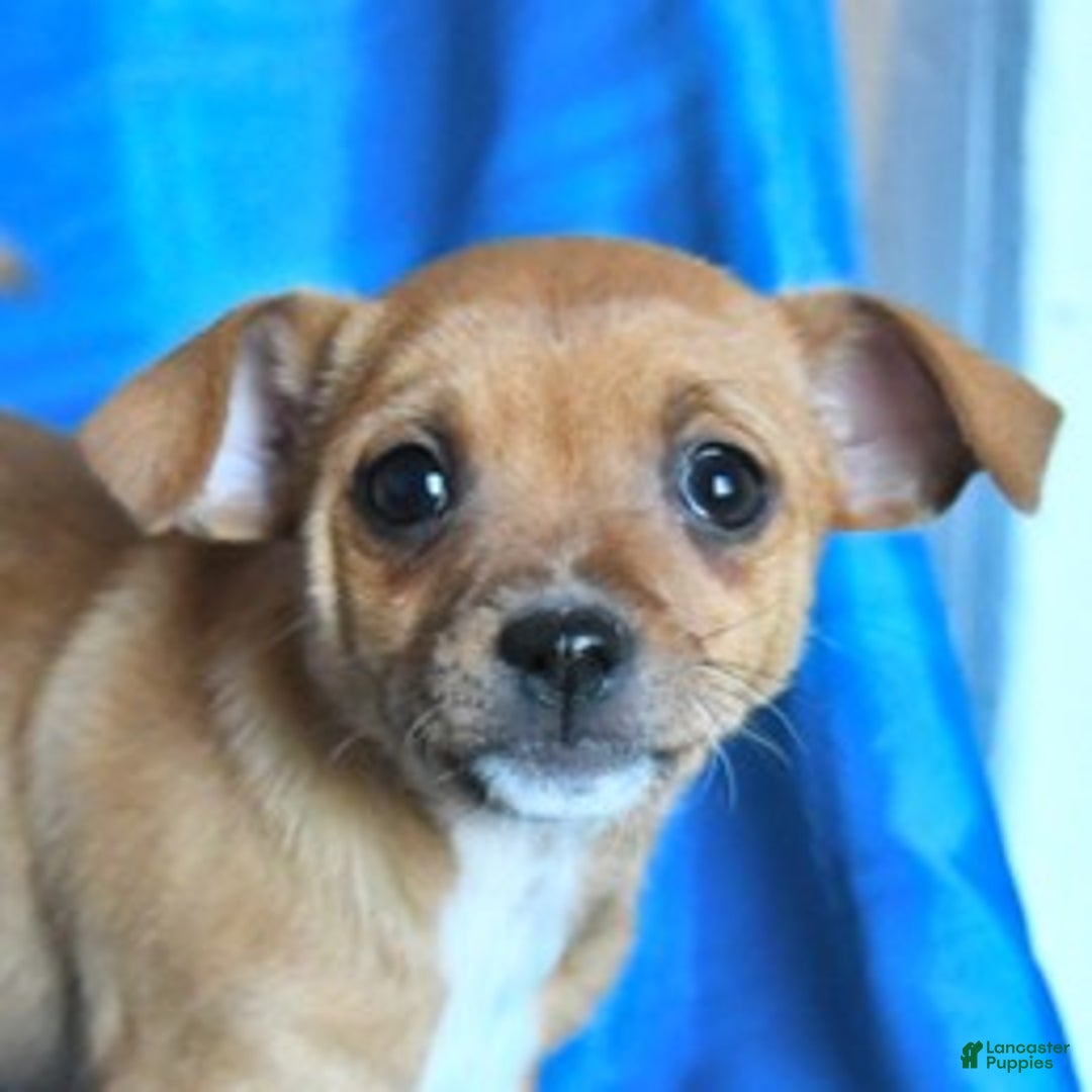 Chihuahua dogs for sale: Snickers - Ad 4