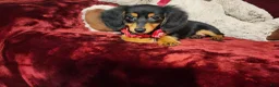 Miniature Dachshund dogs for sale: CINDER - Ad 2