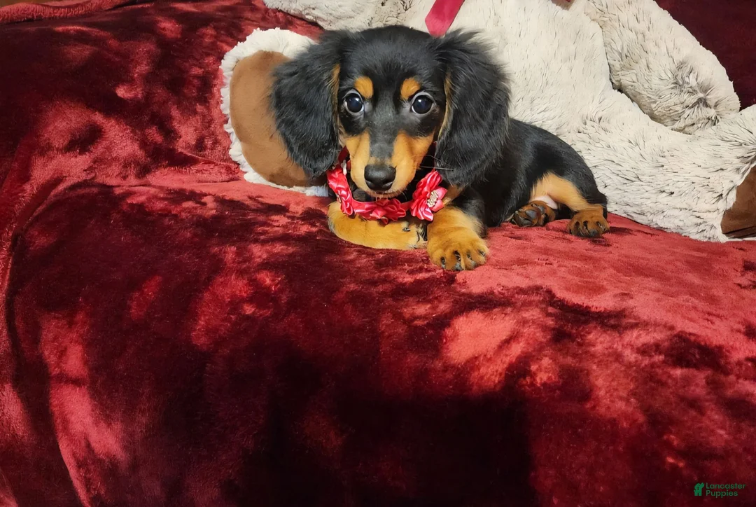 Miniature Dachshund dogs for sale: CINDER - Ad 2