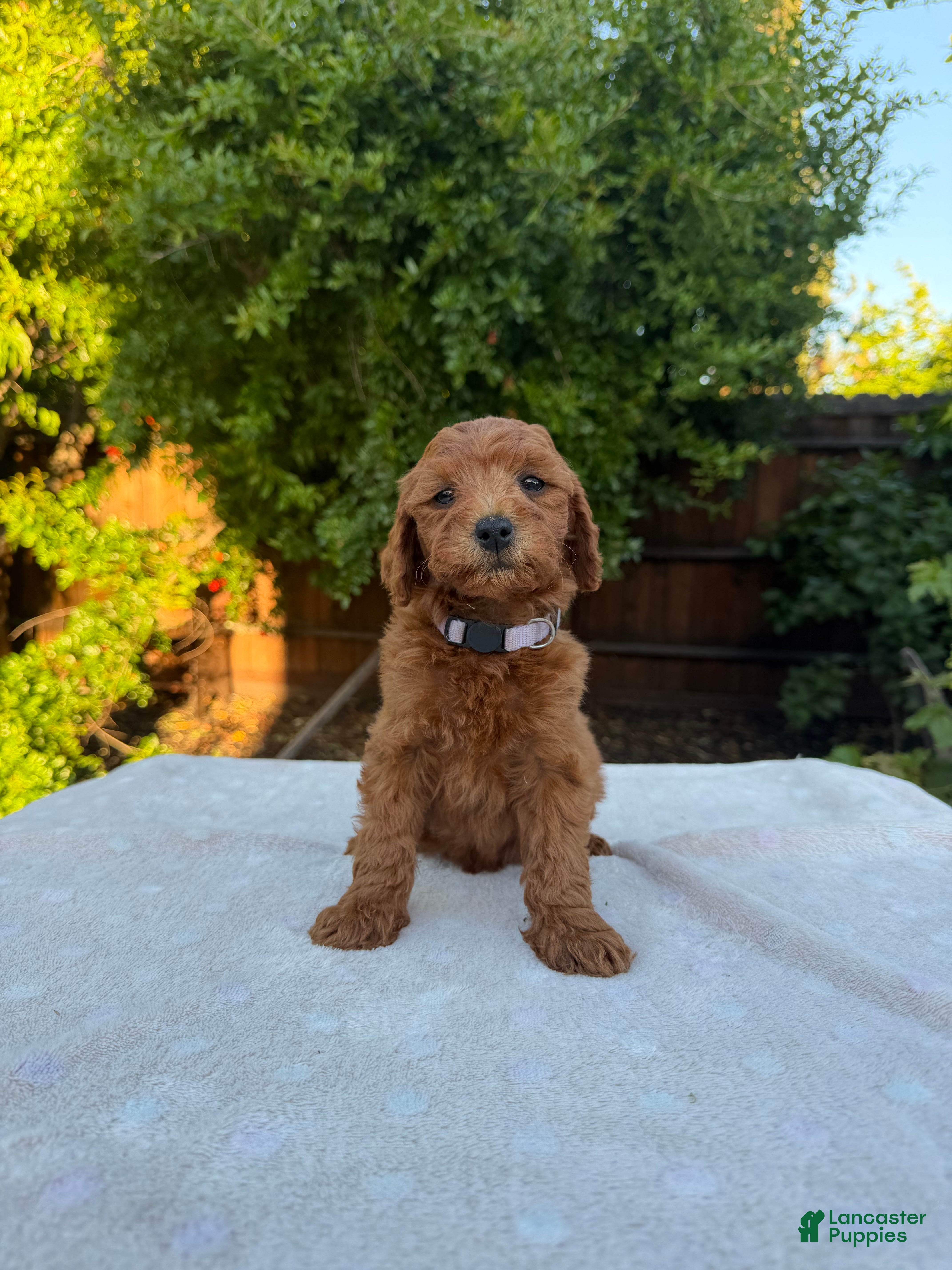 Goldendoodle dogs Lavender  - Ad 4