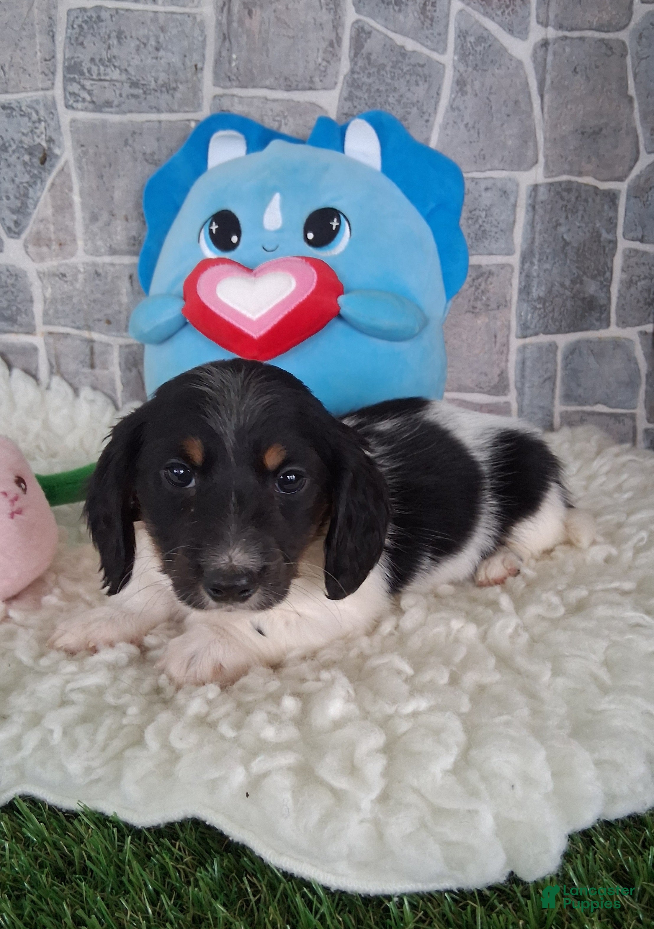 Miniature Dachshund dogs Mickey AKC - Ad 1