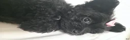 Yorkiepoo dogs for sale: Yorkiepoo 6 Pink Collar Sm - Ad 14