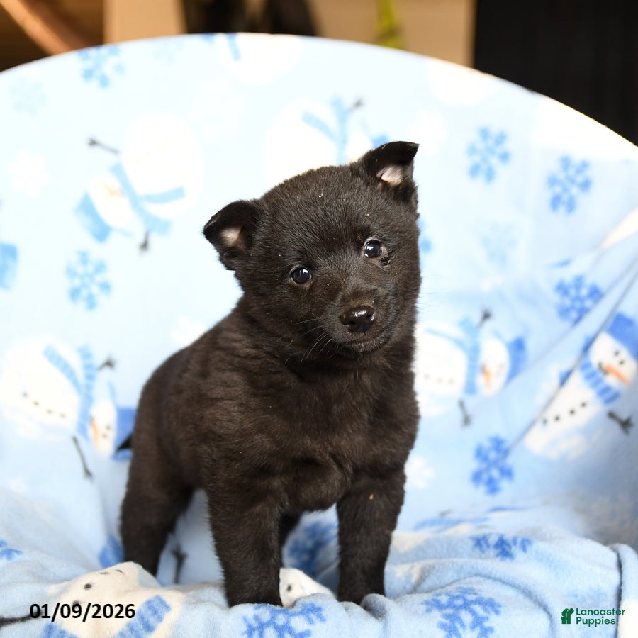 Schipperke dogs Ritz   - Ad 2