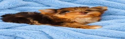Yorkshire Terrier dogs for sale: Prince Zevs of Biewerlux  - Ad 2