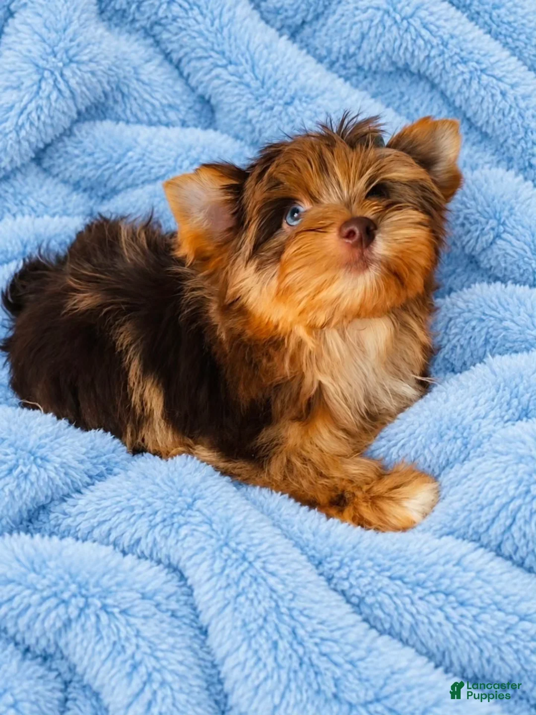Yorkshire Terrier dogs for sale: Prince Zevs of Biewerlux  - Ad 2