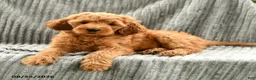 Goldendoodle dogs for sale: Fifi - Ad 2