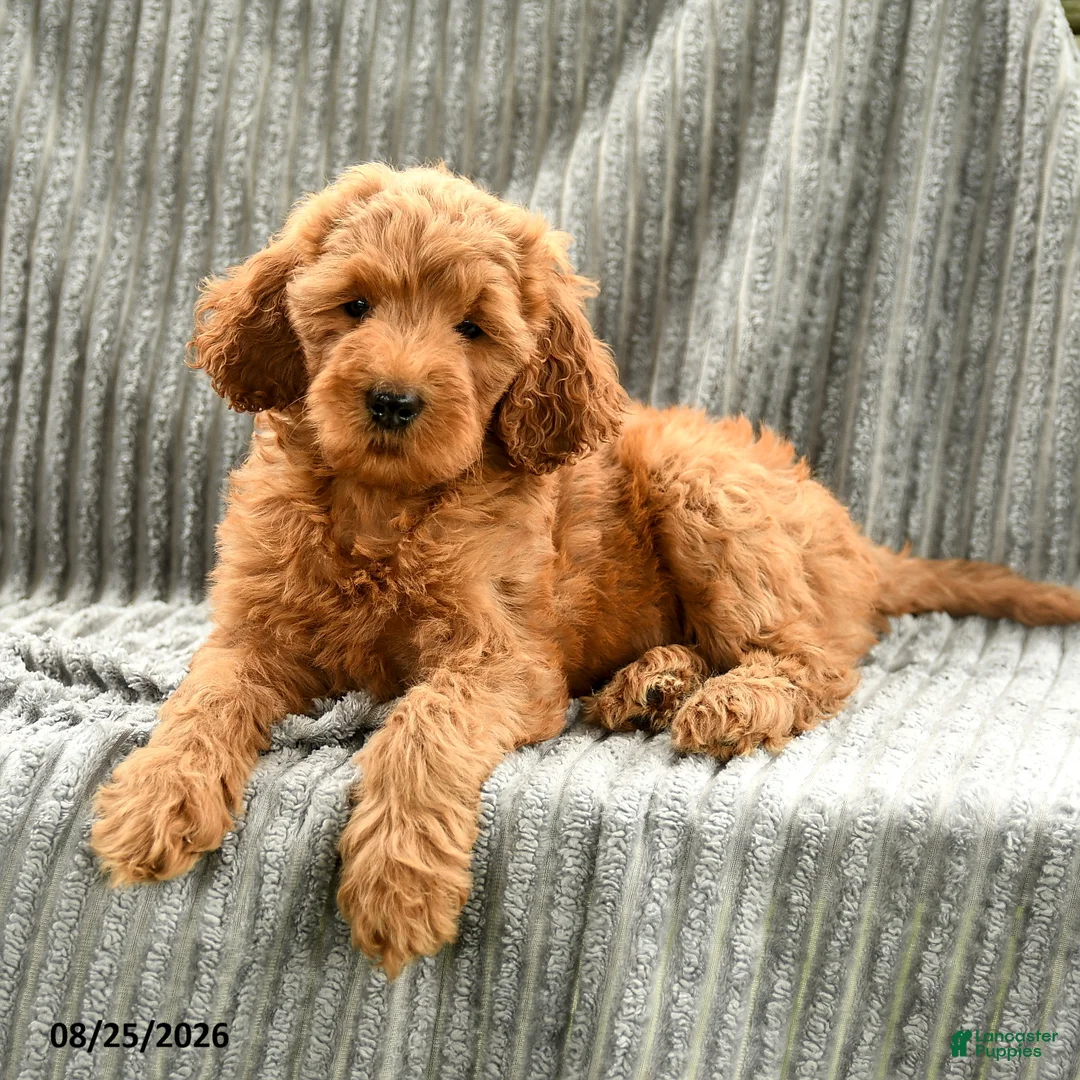 Goldendoodle dogs for sale: Fifi - Ad 2