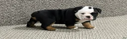English Bulldog dogs for sale: Cupid - Ad 3