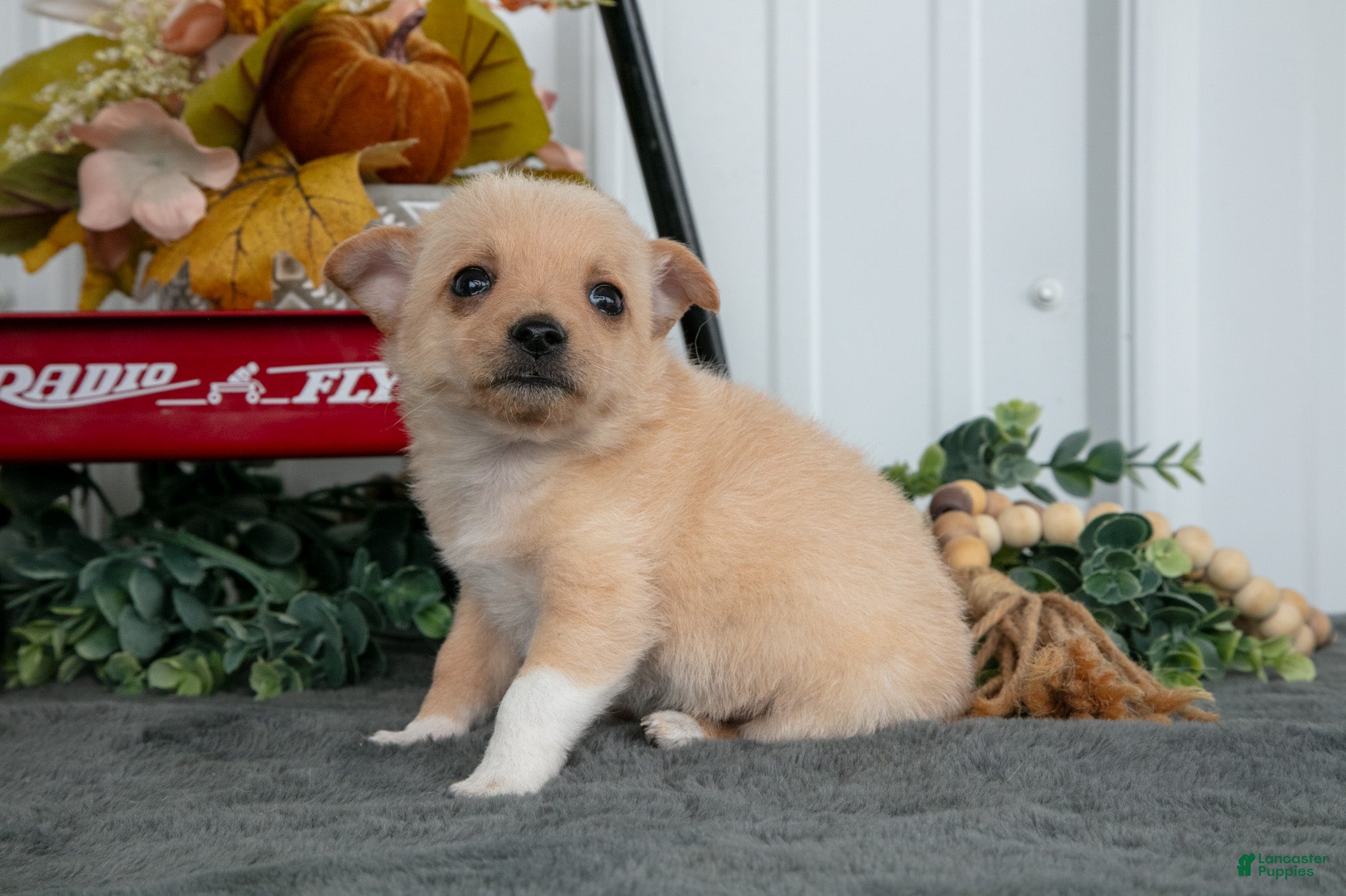 Chihuahua dogs Fritz - Ad 2