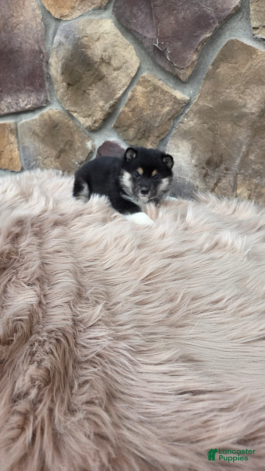 Shiba Inu dogs for sale: Shiba Inu Puppy 1 - Ad 2