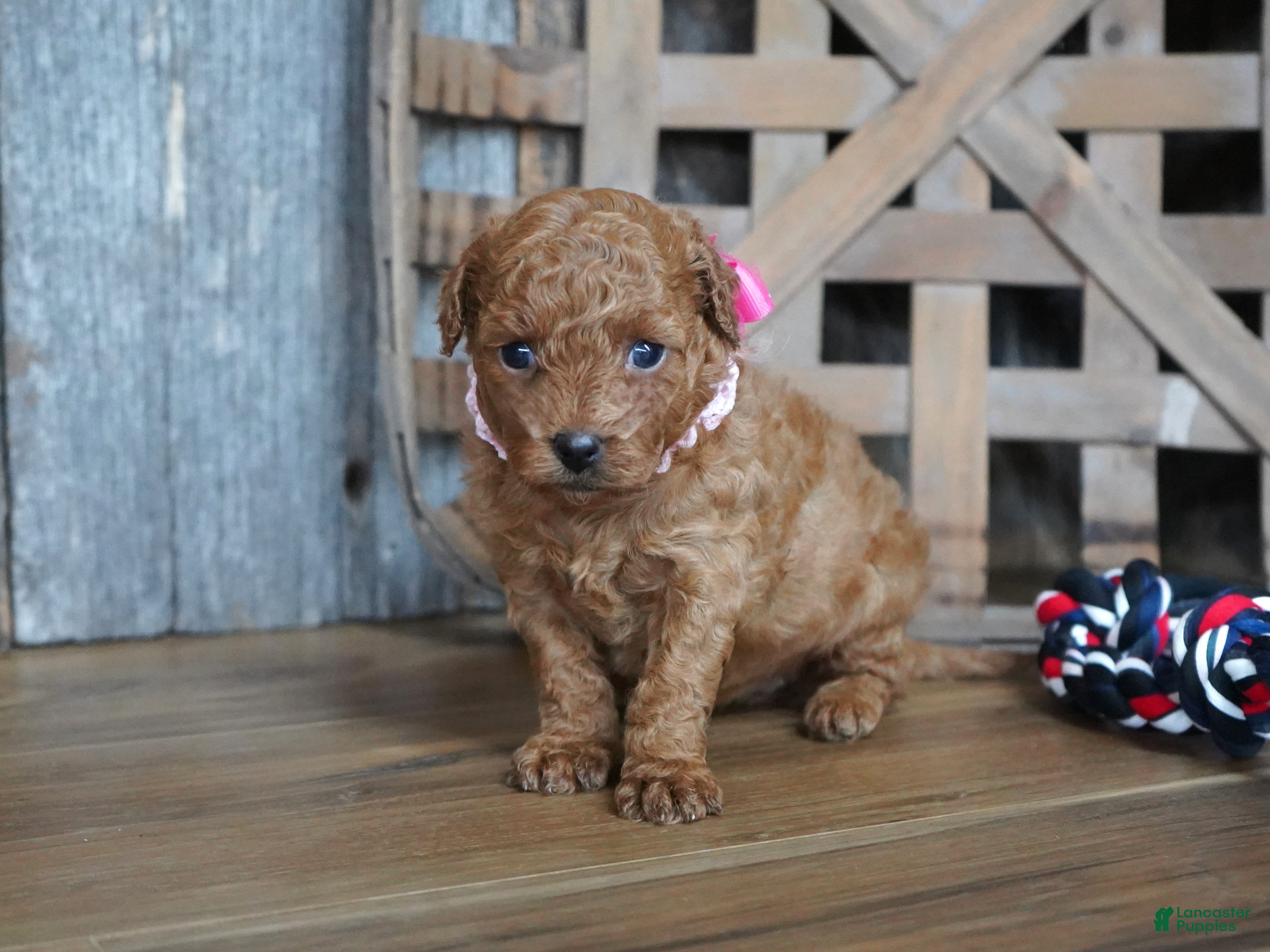 Cavapoo dogs for sale: Amelia - Ad 21
