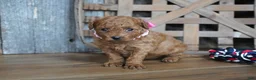 Cavapoo dogs for sale: Amelia - Ad 1