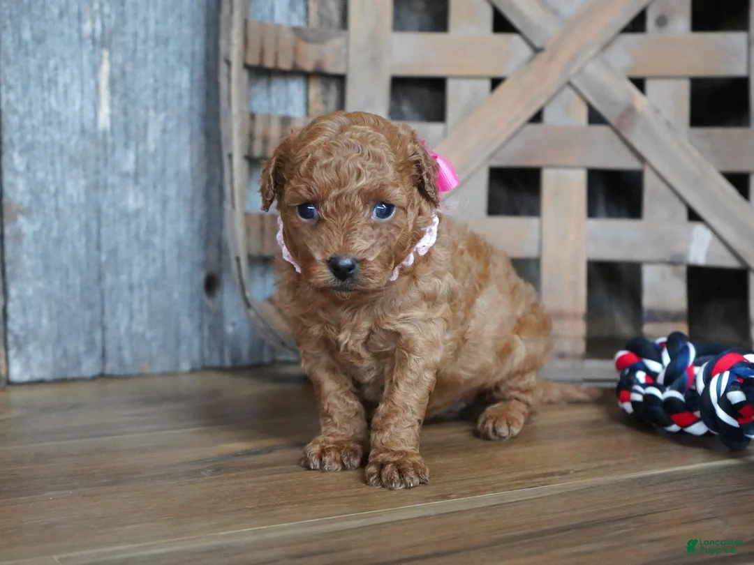 Cavapoo dogs for sale: Amelia - Ad 1