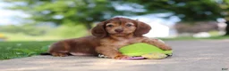 Miniature Dachshund dogs for sale: Sacajawea - Ad 9
