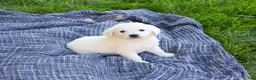Golden Retriever dogs for sale: Sycamore  - Ad 5