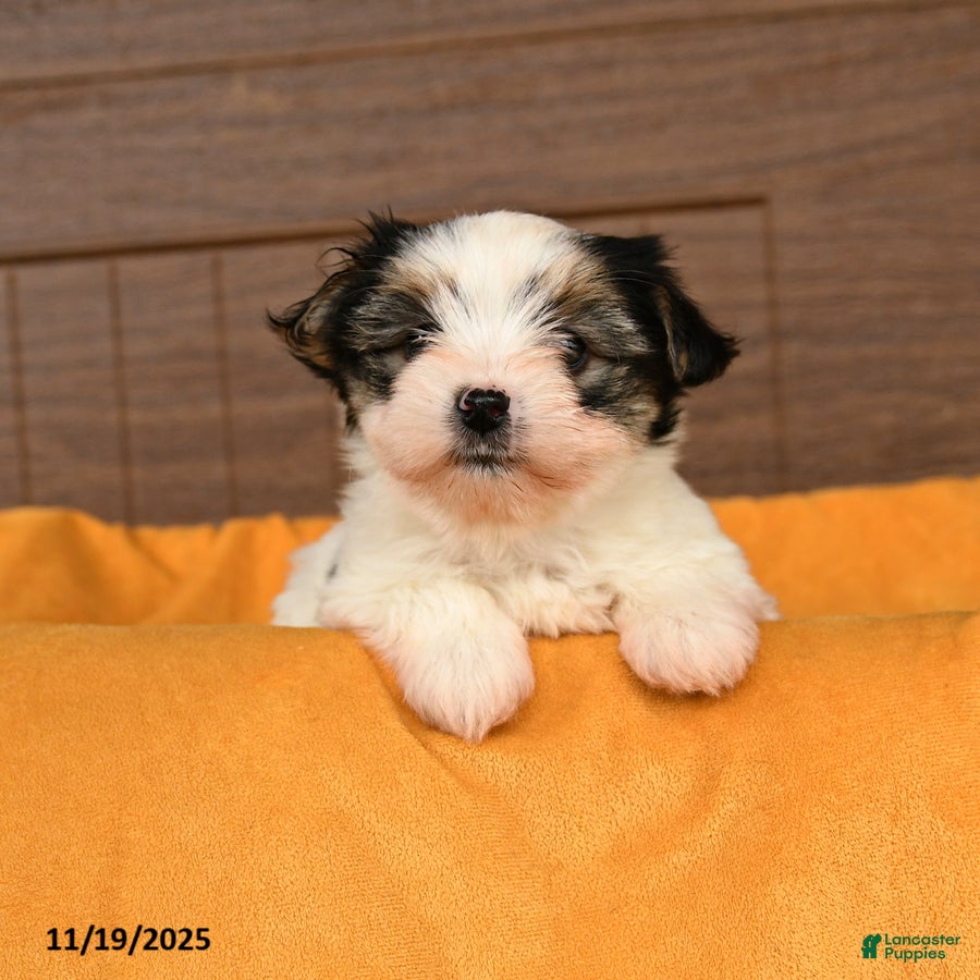Morkie dogs Ricotta - Ad 11