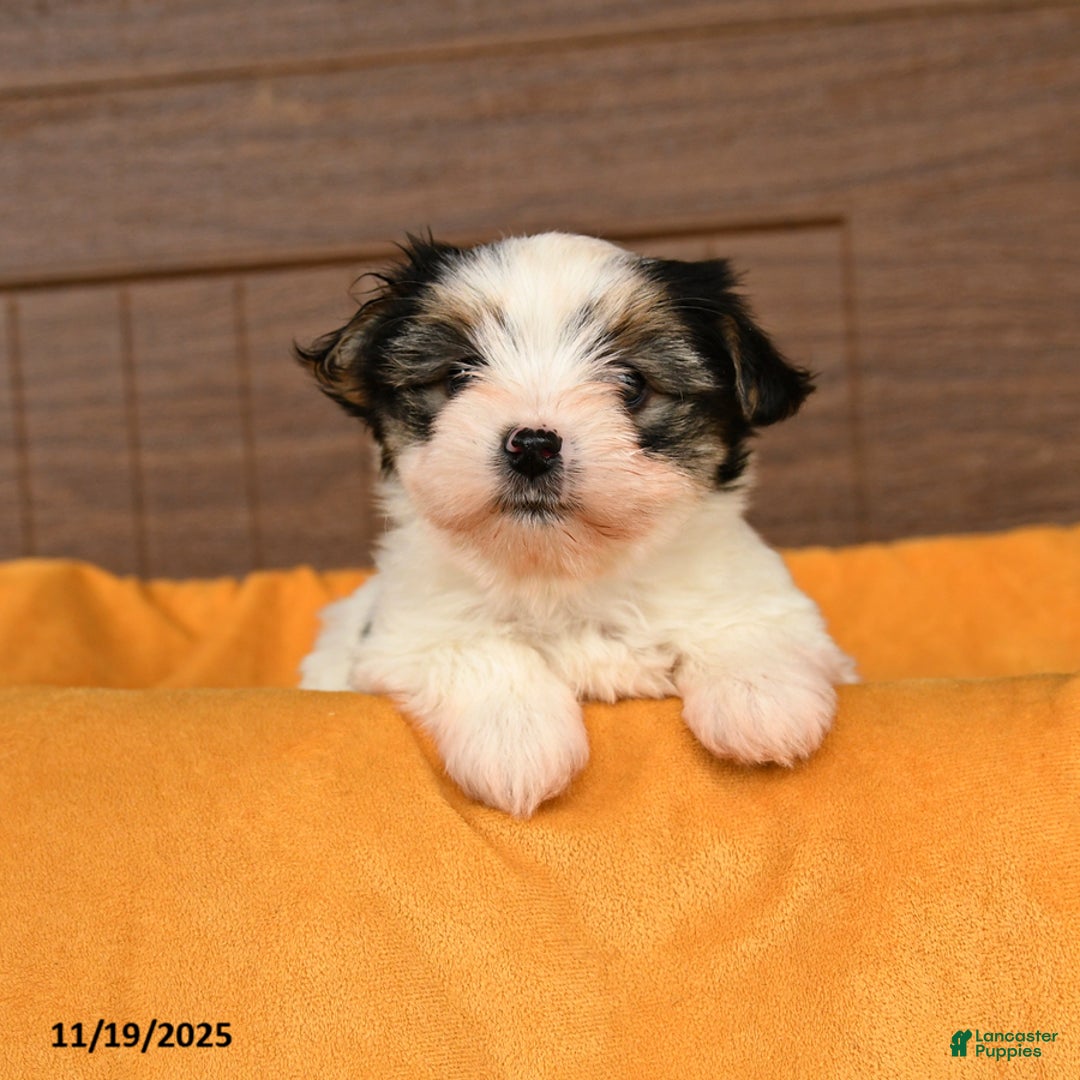Morkie dogs for sale: Ricotta - Ad 2