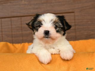 Morkie dogs Ricotta - Ad 11