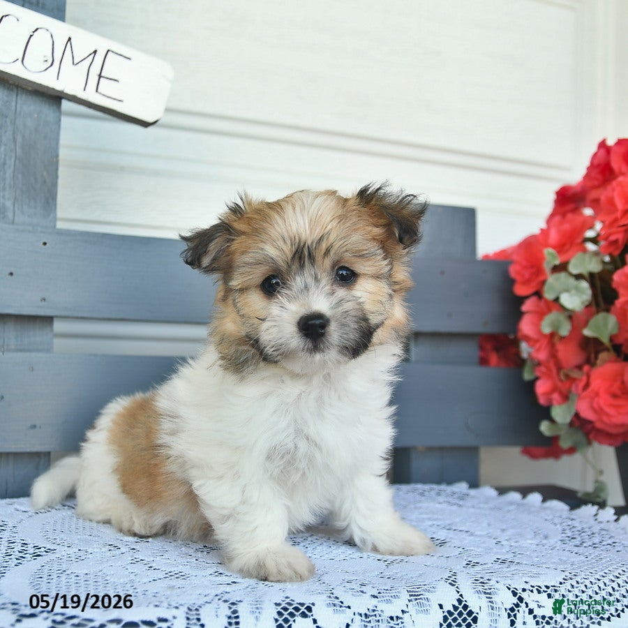 Havanese dogs Copper  - Ad 1