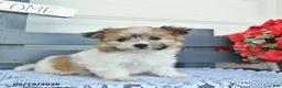 Havanese dogs for sale: Copper  - Ad 1