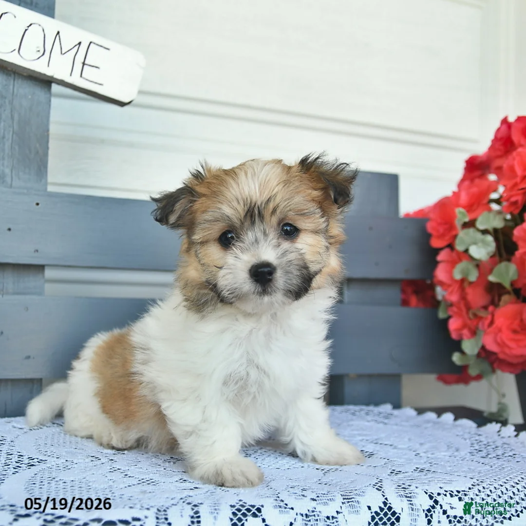 Havanese dogs for sale: Copper  - Ad 1