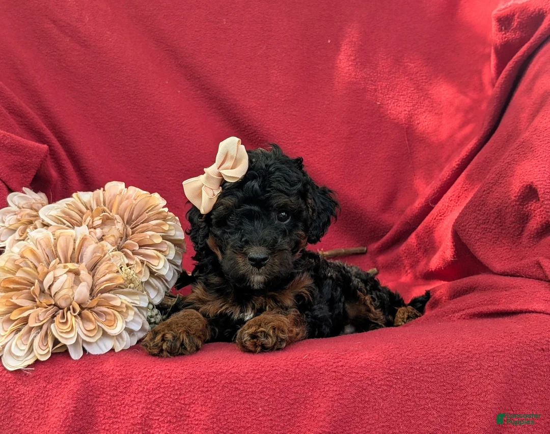 Cockapoo dogs for sale: Faline Hypoallergenic - Ad 5