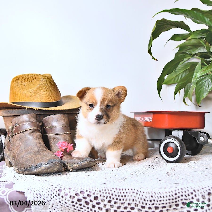 Welsh Corgi Pembroke dogs Bruce - Ad 1