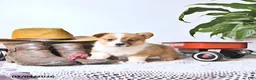 Welsh Corgi Pembroke dogs for sale: Bruce - Ad 1