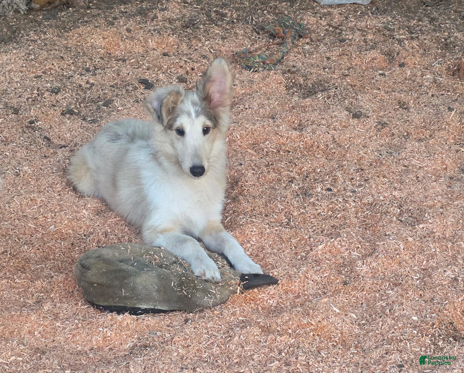 Shetland Sheepdog dogs for sale: Shetland Sheepdog 2 - Ad 1