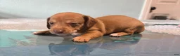 Mixed Breed dogs for sale: Hershey - Ad 4