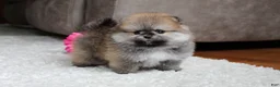 Pomeranian dogs for sale: Teacup Paisley - Ad 10