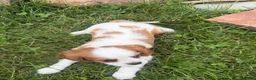 Cavalier King Charles Spaniel dogs for sale: Leon - Ad 2