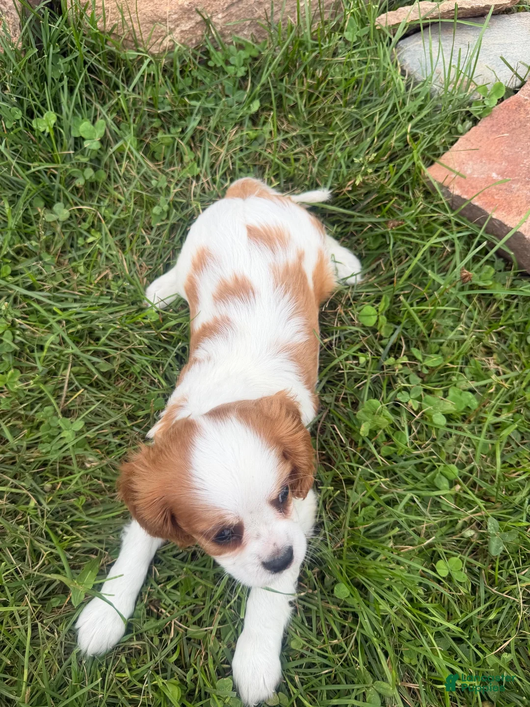Cavalier King Charles Spaniel dogs for sale: Leon - Ad 2