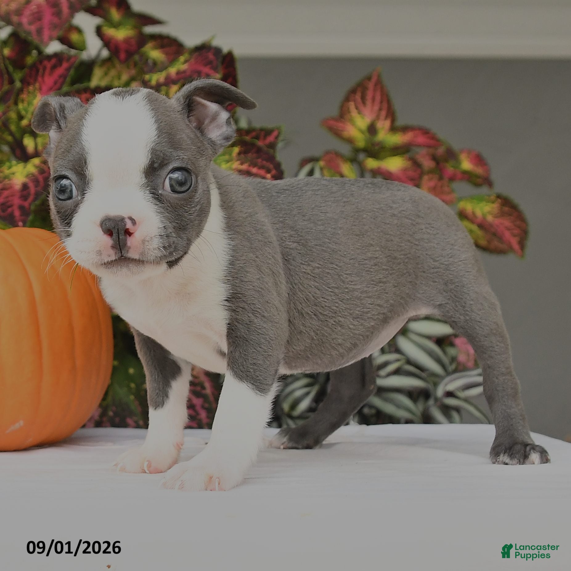 Boston Terrier dogs Jane - Ad 2