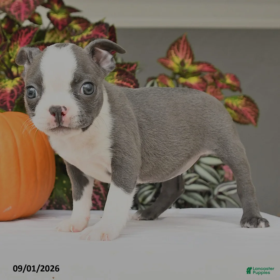 Boston Terrier dogs for sale: Jane - Ad 2