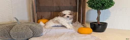 Miniature Poodle dogs for sale: Lyla - Ad 8