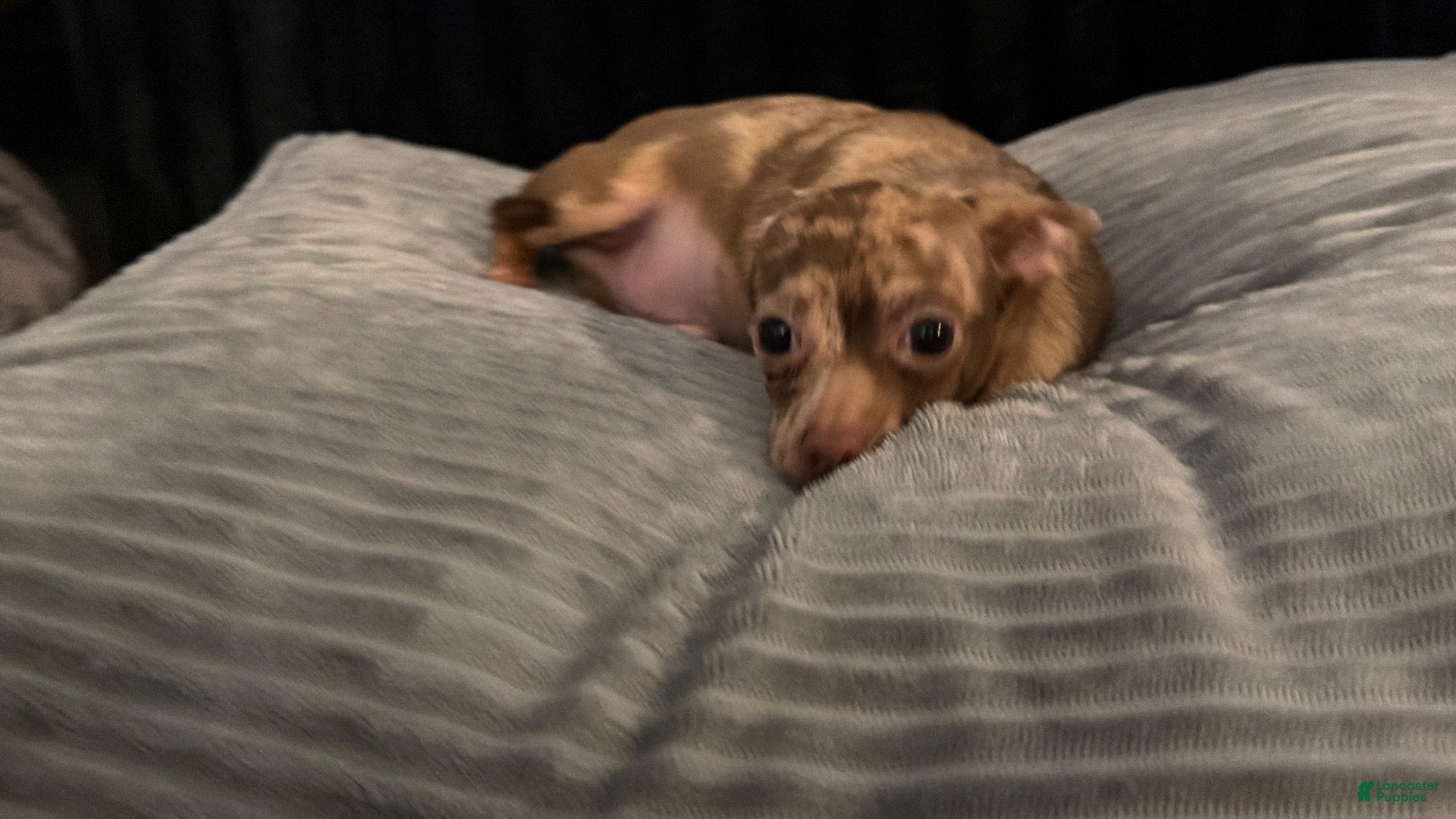 Chihuahua dogs for sale: Mr choco  - Ad 2