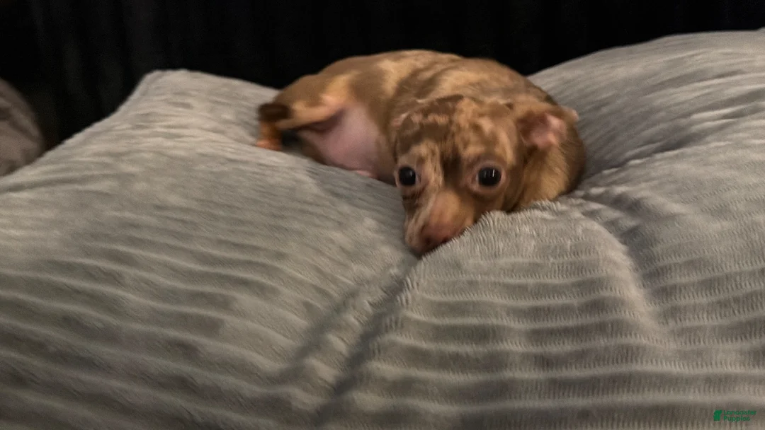 Chihuahua dogs for sale: Mr choco  - Ad 1